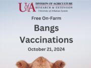 Free on-farm bangs vaccinations Oct. 21; sign up now