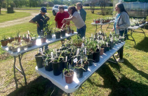 MG’s hold successful plant sale; plot future projects