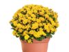 Pumpkin Patch, Mum Sale Oct. 17-31