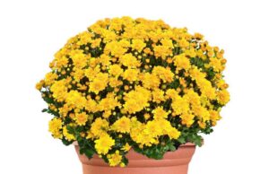 Pumpkin Patch, Mum Sale Oct. 17-31